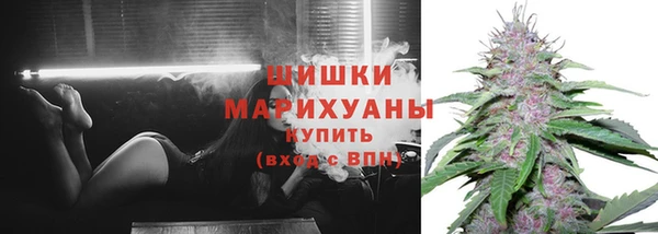 прущие грибы Бронницы